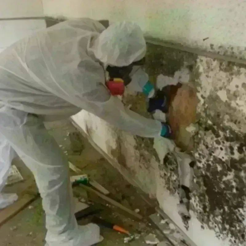 Mold Remediation and Removal in Salem, NC